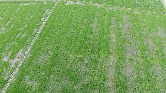 中国农业经济发展水稻田地视频素材模板下载