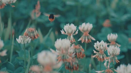 4k升格拍摄蜜蜂采花素材