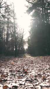 低机位拍摄落满树叶的丛林小路