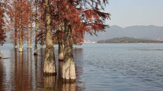 自然，红水杉，宁波四明湖，初冬，蓝天视频素材模板下载