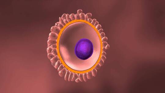 卵子卵细胞精子卵子受精过程视频素材模板下载