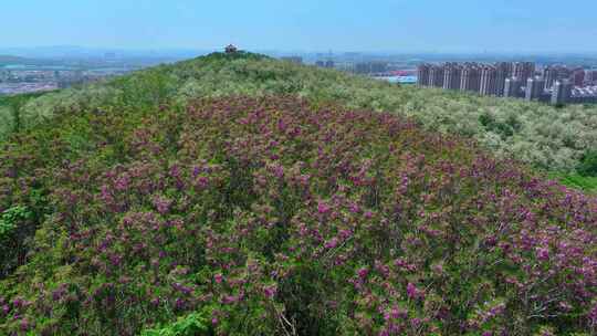 辽宁辽阳首山公园槐花合集