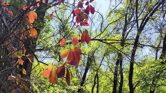 风中的秋叶色彩缤纷视频素材模板下载