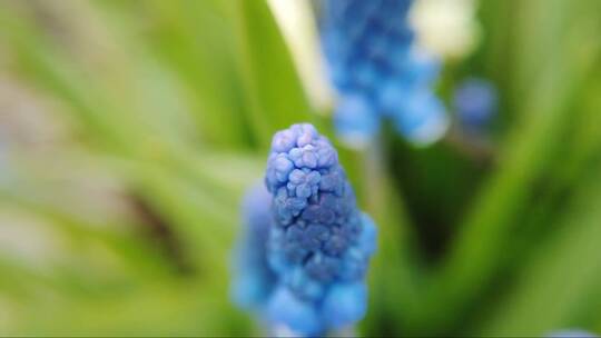 美丽的蓝色风信子花在春天的花园里绽放