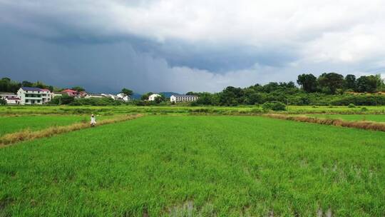 水稻人工施肥追肥