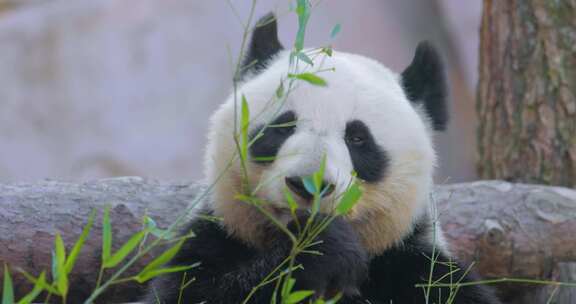 4K-吃竹子的国宝大熊猫06