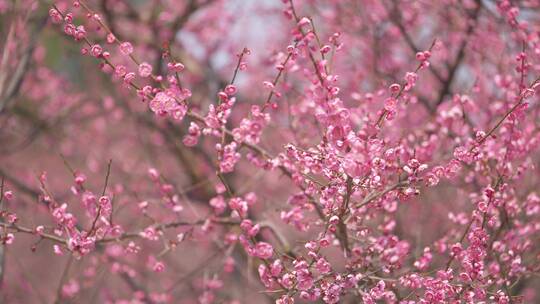 春天梅花盛开