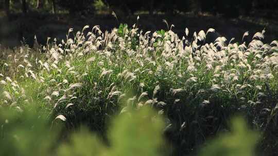 山东省荣成市港西镇朝阳港西海岸的风中芦苇