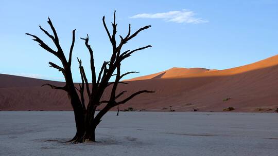 沙漠的枯树视频素材模板下载