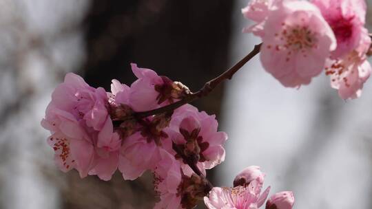 【镜头合集】植物园桃花粉色花朵鲜花
