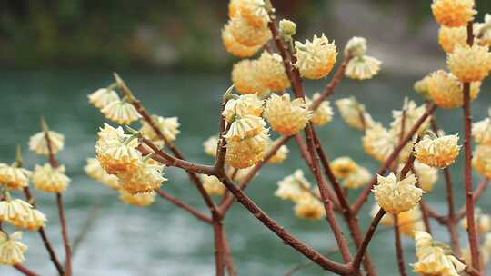 春天盛开的淡黄色结香花实拍素材