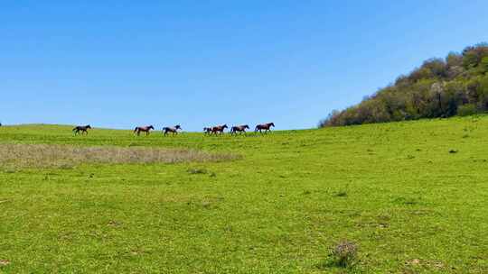 奔跑在草原上的马群