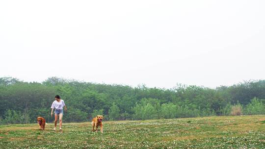 长腿美女和金毛宠物犬在春天开满花草地玩耍