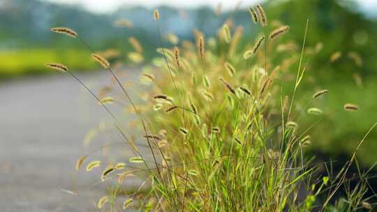 狗尾巴草