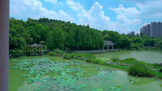 南宁狮山公园湖泊树林与城市住宅建筑