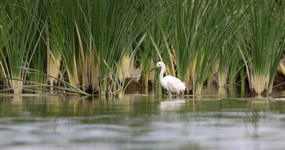 湿地湖泊白鹭觅食捕鱼慢镜头