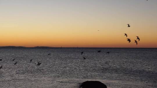 夕阳下海上飞行的一群海鸟