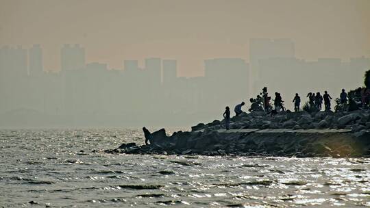 深圳湾鸟类栖息地自然风光视频