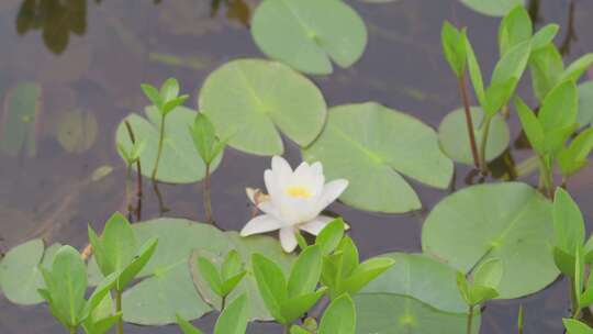 念珠菌，花，花瓣，花园