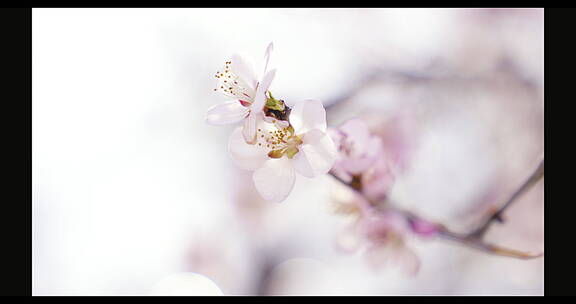 桃花/春天/花朵/清晨