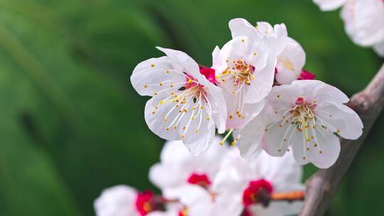 杏花开花特写