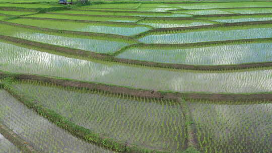 航拍美丽的水稻田