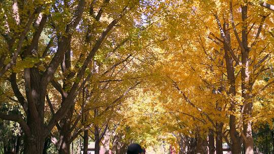 北京秋天地坛公园银杏大道树林阳光下的黄叶