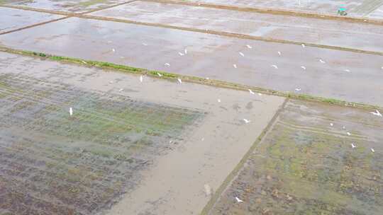 4K120p升格白鹭湿地乡村农田生态保护