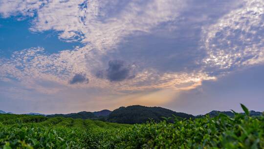 4k日落夕阳茶园素材