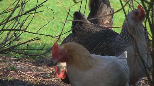 农场里的鸡养鸡视频素材模板下载