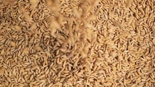 饱满的大米掉落在簸箕上粮食