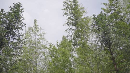 阳光透过竹林，风吹竹林