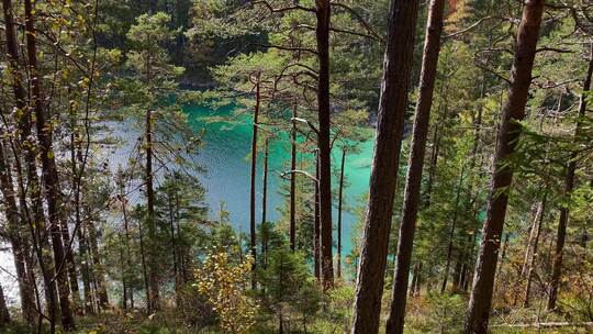 森林与美丽清澈的湖视频素材模板下载