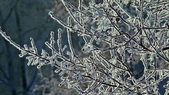 白雪覆盖的树枝的特写视频