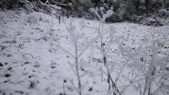 寒潮冬天下雪