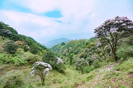 大山延时摄影花海