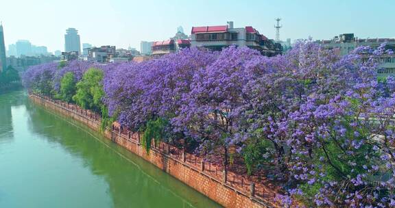 昆明蓝花楹航拍