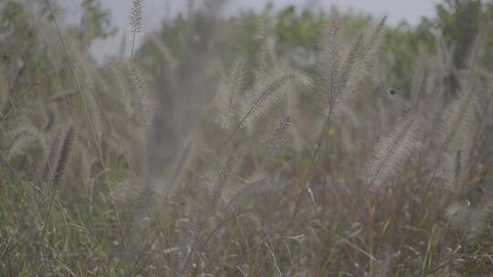 自然、荒野杂草、花花草草、静谧之地 (14)