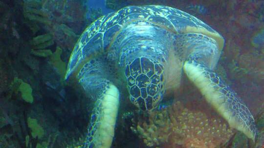 水族馆深水海龟进食