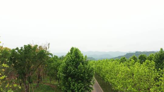 重庆广阳岛山城绿化风景