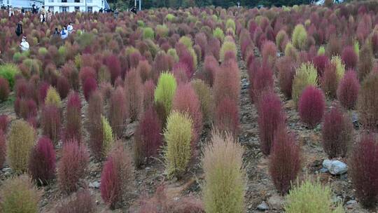 浪漫的乡村振兴植物植被地肤草