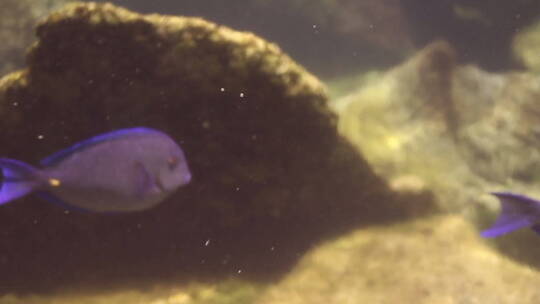 海底游行的紫鱼视频素材模板下载