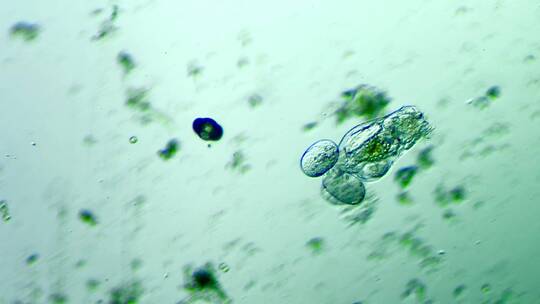 生命科学纪录片素材，显微镜下的生物，轮虫7