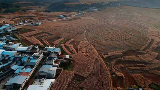 国土资源夕阳下山区玉米地视频素材模板下载