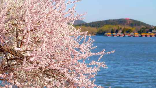 春季北京颐和园山桃花