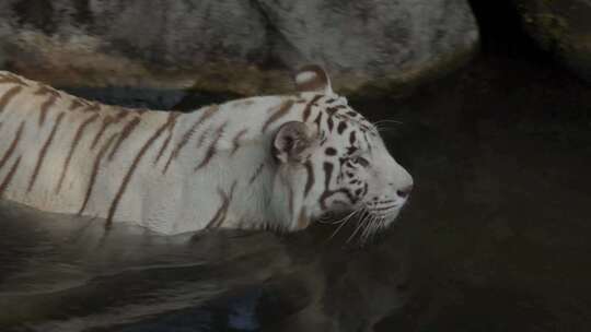动物园里的老虎在水里视频素材模板下载