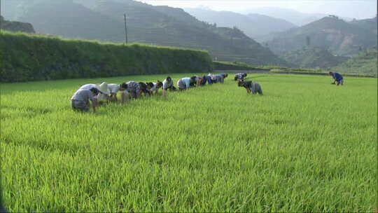 农民在稻田中劳作的农业生态场景