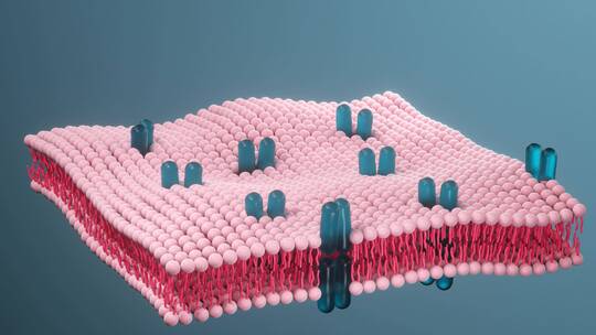 细胞膜与生物学卡通动画视频素材模板下载