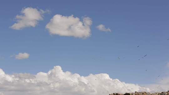 A1一群兀鹫飞翔、蓝天、远景视频素材模板下载