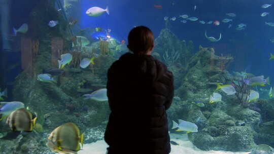 一个女孩在看水族馆展示，展示了五颜六色的